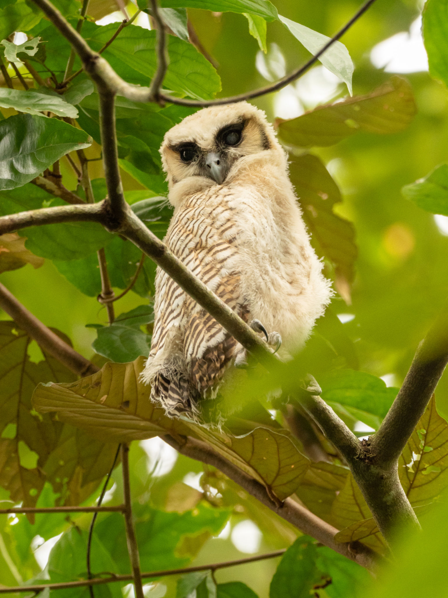 Brown Wood owl baby